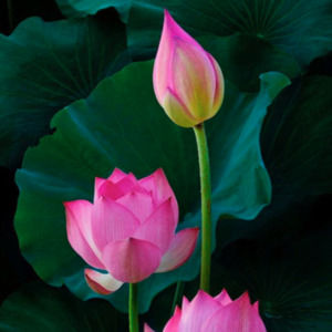 Meet your Posher, My